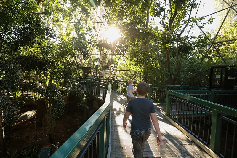Visitors walking along a rainforest boardwalk in tropical Queensland