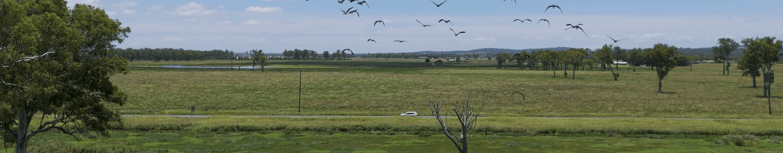 Birds flying over open farmland paddocks in rural Australia